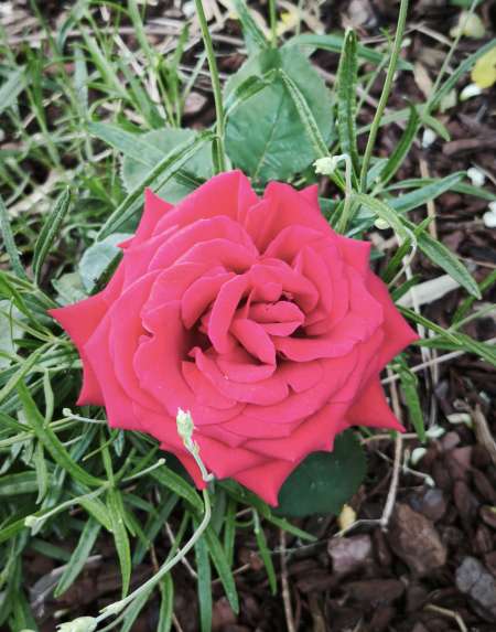 Photo ads/2514000/2514726/a2514726.jpg : Recherche femme ronde pour sex