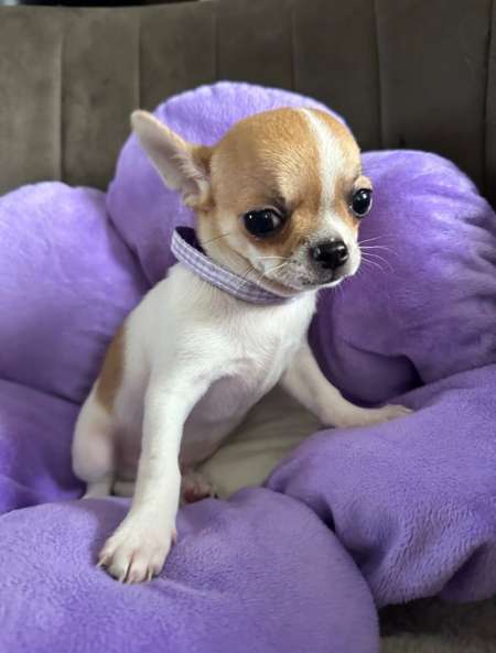 Photo ads/2516000/2516530/a2516530.jpg : A DONNER CHIOT CHIHUAHUA