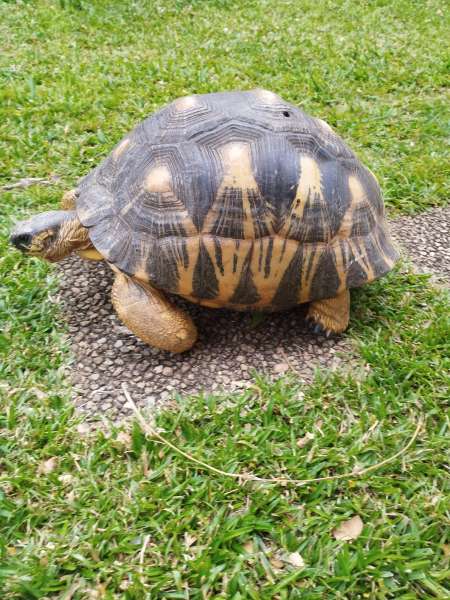 Photo ads/2517000/2517964/a2517964.jpg : deux tortues mâles 30 et 25 ans