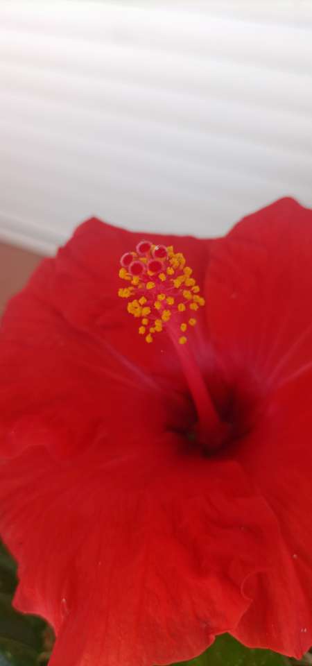 Photo ads/2520000/2520917/a2520917.jpg : Massage intégral pour femme uniquement