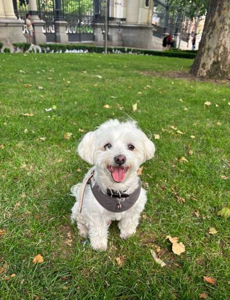 Photo ads/2523000/2523411/a2523411.jpg : Adorable femelle Bichon Maltais