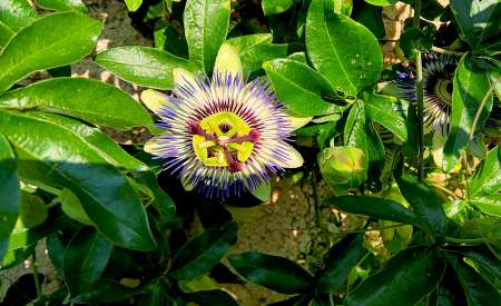 Photo ads/2528000/2528042/a2528042.jpg : Homme sympa en Dordogne