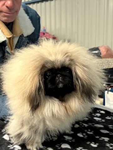 Photo ads/2536000/2536292/a2536292.jpg : Tres beau male pekinois LOF issu multi champions