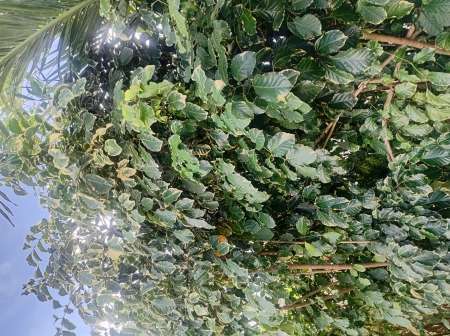 Photo ads/2537000/2537838/a2537838.jpg : Plaisir intense pour femme