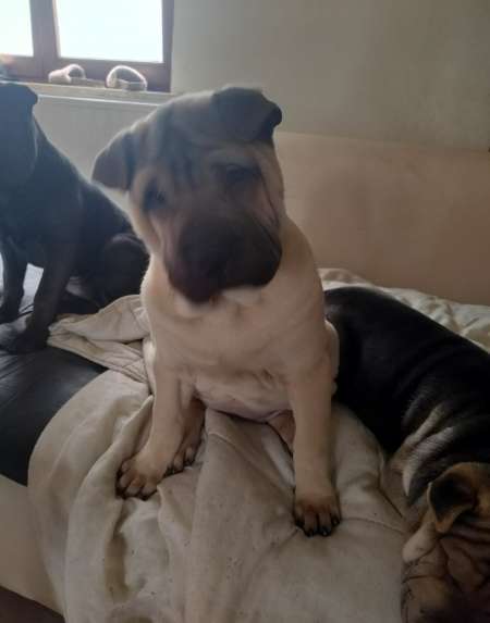 Photo ads/2543000/2543358/a2543358.jpg : Chiots Shap-Pei nés le