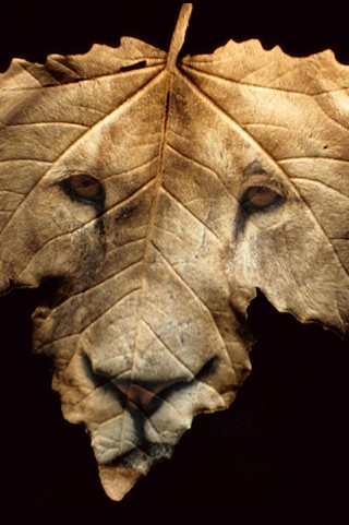 Photo ads/2555000/2555275/a2555275.jpg : homme recherche femme ou cple