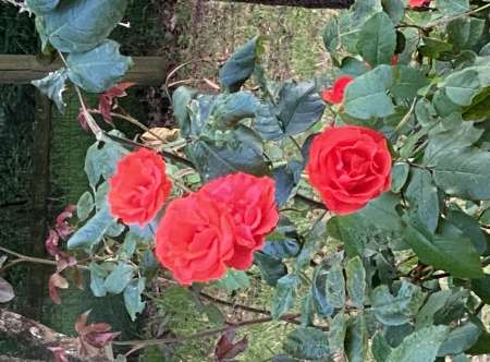 Photo ads/2556000/2556548/a2556548.jpg : Recherche une colocataire