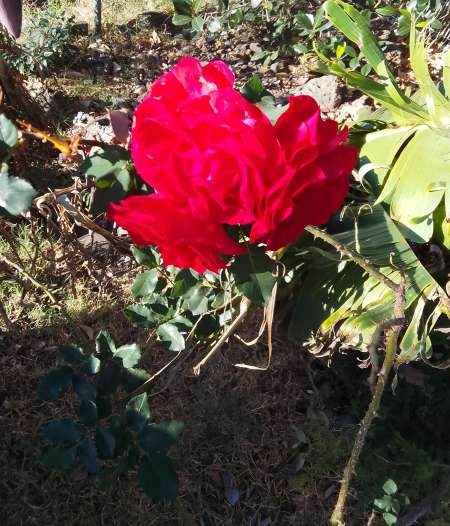 Photo ads/2567000/2567134/a2567134.jpg : passif discret pour ttbm