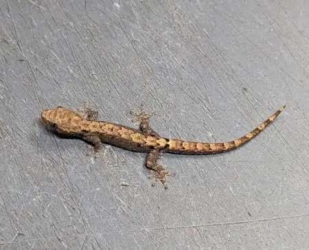 Photo ads/2567000/2567759/a2567759.png : lépidodactylus lugubris