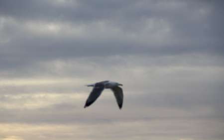 Photo ads/2570000/2570551/a2570551.jpg : Etalonnoir pour belle femme à saillir !