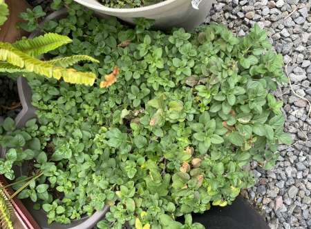 Photo ads/2573000/2573563/a2573563.jpg : Homme hétéro disponible pour vous mesdames