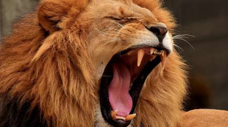 Photo ads/2580000/2580261/a2580261.jpg : Jeune lion sportif de 26ans