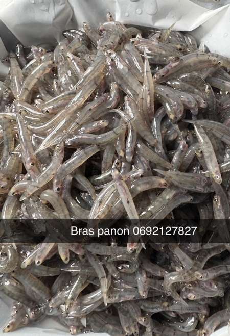 Photo ads/2583000/2583156/a2583156.jpg : Bichiques frais bras panon