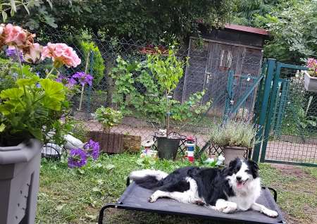 Photo ads/2584000/2584132/a2584132.jpg : boorder collie 3 ans