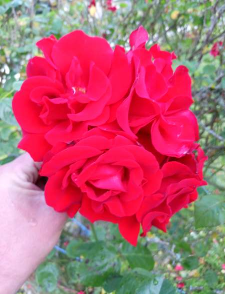 Photo ads/2589000/2589908/a2589908.jpg : Bel homme courtois recherche femme