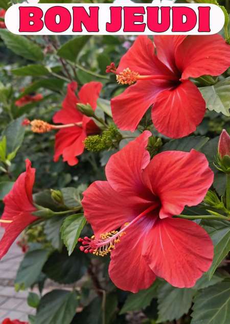 Photo ads/2590000/2590408/a2590408.jpg : Rencontrer des femmes pour du plaisir et du bonheu