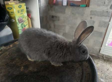 Photo ads/2592000/2592077/a2592077.jpg : Bébé Géant des Flandres 3 mois