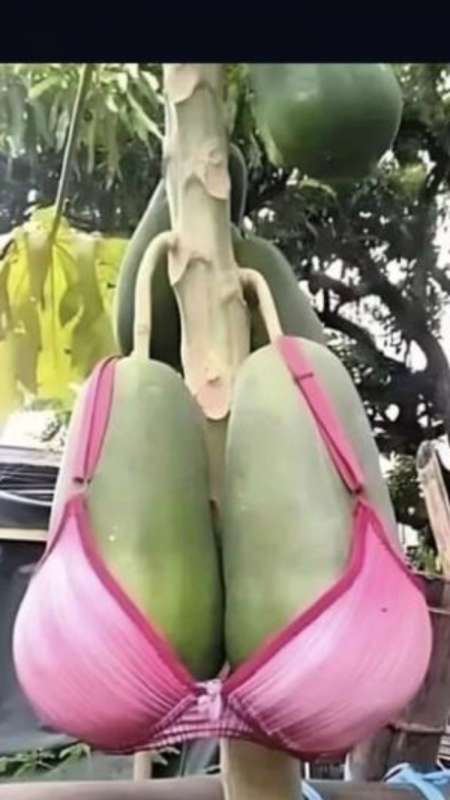 Photo ads/2592000/2592386/a2592386.jpg : Laquelle de ces dames voudrais se faire sucer ?