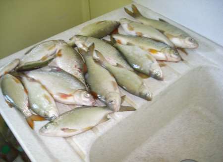 Photo ads/2602000/2602498/a2602498.jpg : cherche perfectioniste pour sortie peche region