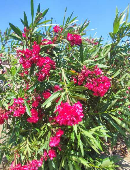 Photo ads/2612000/2612421/a2612421.jpg : Dispo uniquement le mardi et vendredi 13 a 16