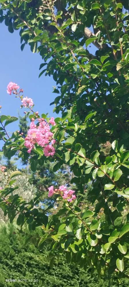 Photo ads/2613000/2613573/a2613573.jpg : Massage chez vous pour votre plaisir tout en douce