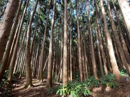 Photo ads/2617000/2617400/a2617400.jpg : Cherche femme agée gourmande