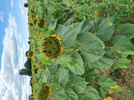 Photo ads/2621000/2621613/a2621613.jpg : Homme pour femme plans voiture