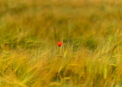 Photo ads/2623000/2623444/a2623444.png : HOMME SODOMITE ACTIF POUR FEMME OU COUPLE