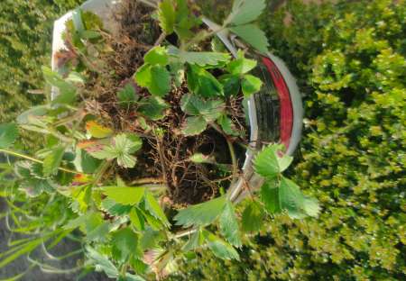 Photo ads/2630000/2630594/a2630594.jpg : Pied de Fraisier a planter,