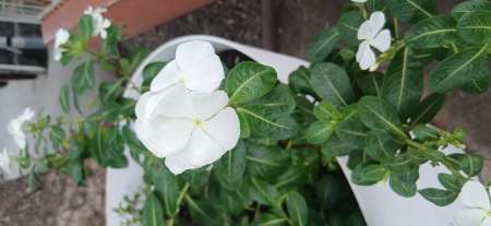 Photo ads/2631000/2631804/a2631804.jpg : Massage detente et sensuel pour femmes