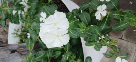 Photo ads/2631000/2631826/a2631826.jpg : Massage detente et sensuel