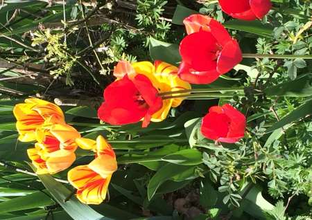 Photo ads/2633000/2633245/a2633245.jpg : Voyeur discret et silencieux