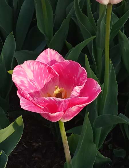 Photo ads/2642000/2642748/a2642748.jpg : Anna joue avec toi 🥳