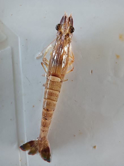 Photo ads/2643000/2643944/a2643944.jpg : cherche femme qui veut sucer (ou femboy)