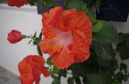 Photo ads/2646000/2646426/a2646426.jpg : Pour femmes africaines, black des iles