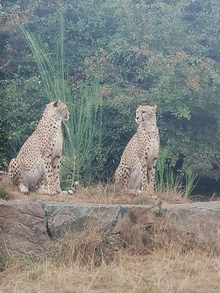 Photo ads/2655000/2655182/a2655182.jpg : Homme 60 ans cherche femme