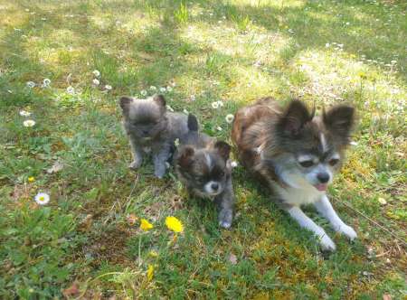 Photo ads/2657000/2657043/a2657043.jpg : Nous recherchons une bonne famille