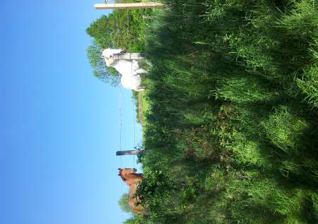 Photo ads/2657000/2657464/a2657464.jpg : Petit bricolage et jardinage