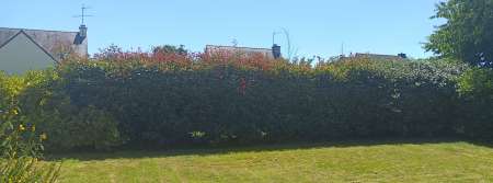 Photo ads/2683000/2683319/a2683319.jpg : Taillage haie chez un particulier
